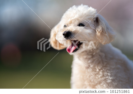 White toy poodle White toy poodle 101251861