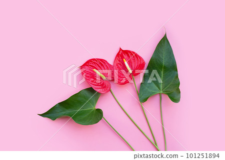 Flamingo flower or pigtail anthurium 101251894
