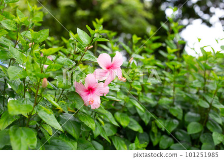 Blossom of pink hibiscus flower on tree Blossom of pink hibiscus flower on tree 101251985