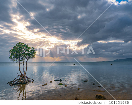 名倉灣的一片紅樹林 101251986