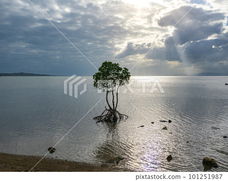 A single mangrove in Nagura Bay A single mangrove in Nagura Bay 101251987
