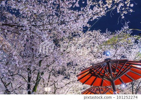 京都祗園白川紅傘蔭櫻花盛開的夜晚 京都祗園白川紅傘蔭櫻花盛開的夜晚 101252274
