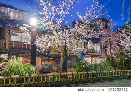 Kyoto, Gion Shirakawa, Shirakawa Minami-dori, cherry blossoms in full bloom at night 101252282