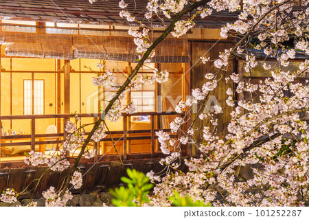 Kyoto, Gion Shirakawa, Shirakawa Minami-dori, cherry blossoms in full bloom at night 101252287