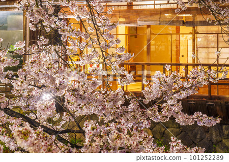 京都，只園白川，白川南通，夜店燈火盛開，櫻花盛開 101252289