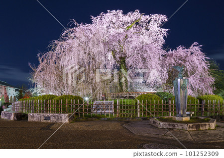 京都圓山公園的垂枝櫻花、夜晚的只園垂枝櫻花 京都圓山公園的垂枝櫻花、夜晚的只園垂枝櫻花 101252309