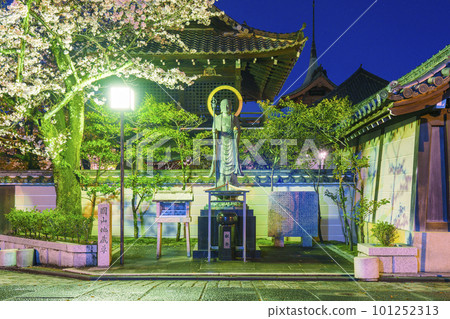 Nene no Michi, next to Daiunin, cherry blossoms in full bloom at night and Maruyama Jizoson Nene no Michi, next to Daiunin, cherry blossoms in full bloom at night and Maruyama Jizoson 101252313