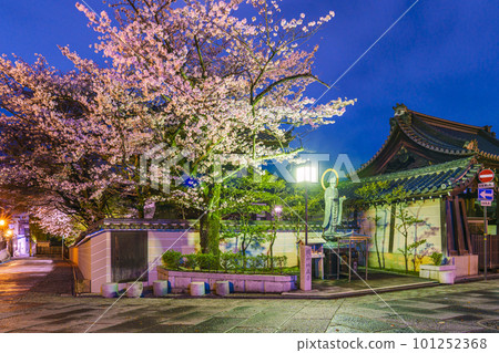 Nene no Michi,在Daiunin旁邊,晚上盛開的櫻花和Maruyama Jizoson Nene no Michi,在Daiunin旁邊,晚上盛開的櫻花和Maruyama Jizoson 101252368