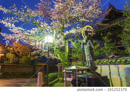 Nene no Michi, next to Daiunin, cherry blossoms in full bloom at night and Maruyama Jizoson Nene no Michi, next to Daiunin, cherry blossoms in full bloom at night and Maruyama Jizoson 101252370