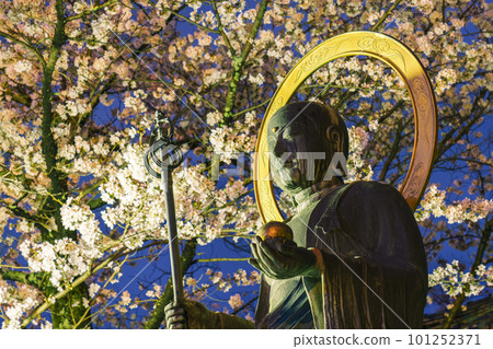 Nene no Michi,在Daiunin旁邊,晚上盛開的櫻花和Maruyama Jizoson Nene no Michi,在Daiunin旁邊,晚上盛開的櫻花和Maruyama Jizoson 101252371