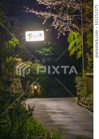 Cherry blossoms at night illuminated by the street lights of Kikunoi's signboard Cherry blossoms at night illuminated by the street lights of Kikunoi's signboard 101252375
