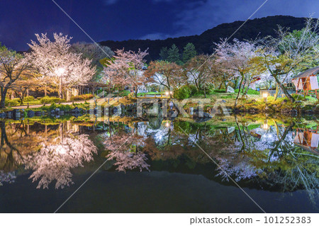 京都的圓山公園,神奇的倒影櫻花倒映在夜晚的葫蘆池中 京都的圓山公園,神奇的倒影櫻花倒映在夜晚的葫蘆池中 101252383