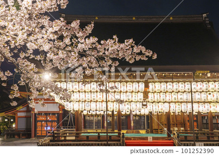 八坂神社的舞廳夜裡燈火通明，櫻花盛開 101252390