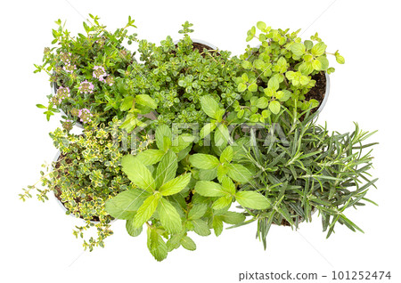Mediterranean and aromatic culinary herbs, in gray plastic pots for replanting. Winter savory, lemon thyme, oregano in the first, lemon thyme, mint and rosemary in the second row, isolated from above. Mediterranean and aromatic culinary herbs, in gray plastic pots for replanting. Winter savory, lemon thyme, oregano in the first, lemon thyme, mint and rosemary in the second row, isolated from above. 101252474
