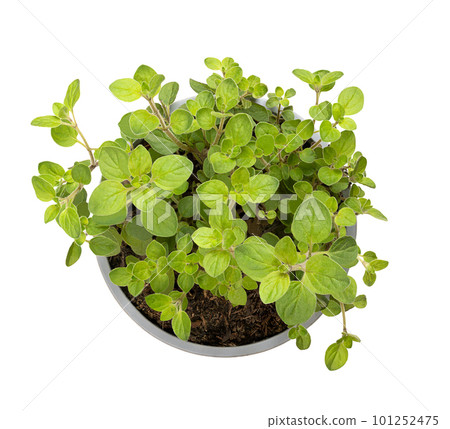 Oregano, young plant in a gray plastic pot. Origanum vulgare, a culinary herb and the staple herb of Italian cuisine, used for the flavour of its leaves. Isolated, from above, on white background. 101252475