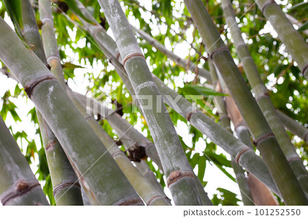 Bamboo plant in the garden Bamboo plant in the garden 101252550