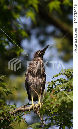 鮮綠色背景下,幼蠍魚棲息在樹枝上 鮮綠色背景下,幼蠍魚棲息在樹枝上 101252606