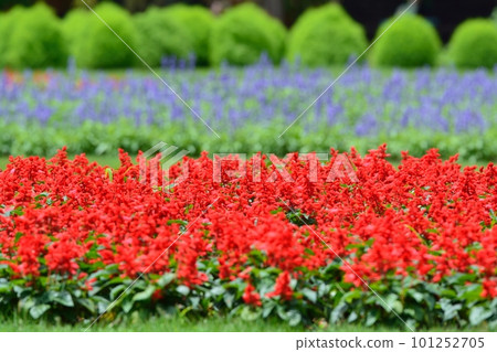 Crimson Salvia Flower 101252705