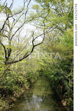 Tamagawa clean water wrapped in fresh green 101252748