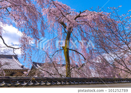【京都風光】岱吾寺、豐臣鼎盛時期的賞櫻 101252789