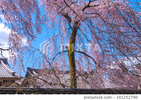 【京都風光】岱吾寺、豐臣鼎盛時期的賞櫻 101252790