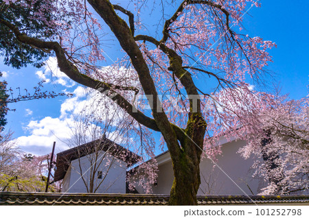 [Kyoto scenery] Daigo-ji Temple, Hanami cherry blossoms at the height of Toyotomi's prosperity 101252798