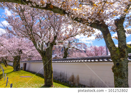 【京都風光】岱吾寺、豐臣鼎盛時期的賞櫻 【京都風光】岱吾寺、豐臣鼎盛時期的賞櫻 101252802