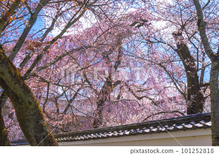 [Kyoto scenery] Daigo-ji Temple, Hanami cherry blossoms at the height of Toyotomi's prosperity 101252818
