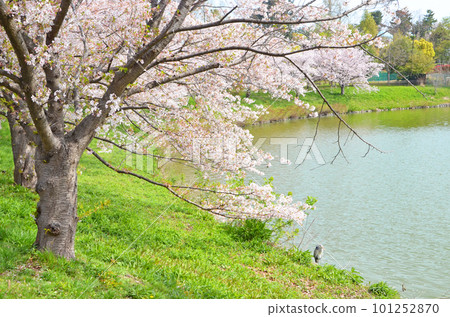 Cherry blossoms in full bloom along the waterfront (Tsurumi Ryokuchi Park, Osaka) Cherry blossoms in full bloom along the waterfront (Tsurumi Ryokuchi Park, Osaka) 101252870