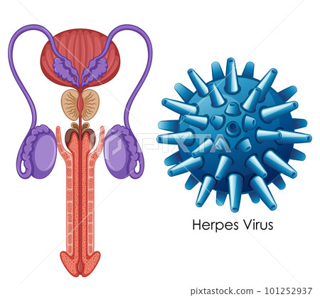 Inside the male reproductive system Inside the male reproductive system 101252937