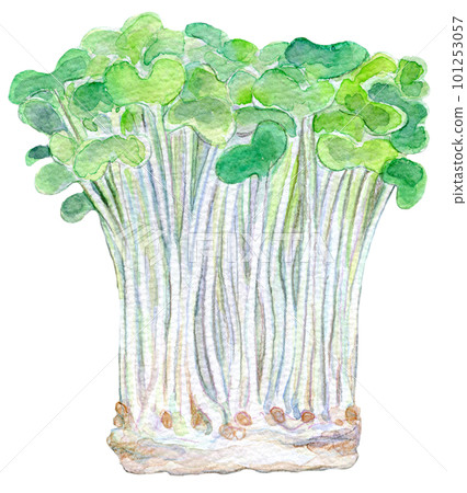 蘿蔔發芽水彩插圖 101253057