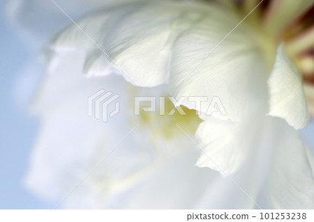 The bewitching beauty of the night sky that blooms only once on a summer night. Macro close-up photography of the state of full bloom that emits an enchanting fragrance. 101253238