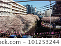 人們聚集在目黑川櫻花 101253244