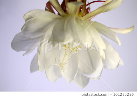 The bewitching beauty of the night sky that blooms only once on a summer night. Macro close-up photography of the state of full bloom that emits an enchanting fragrance. 101253256
