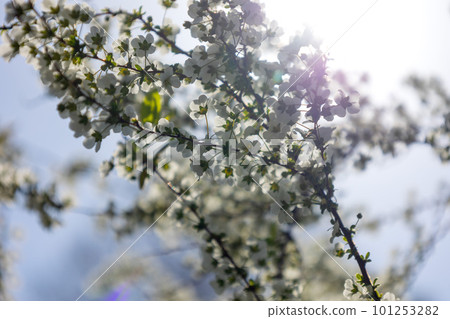 white bean cherry blossom 101253282