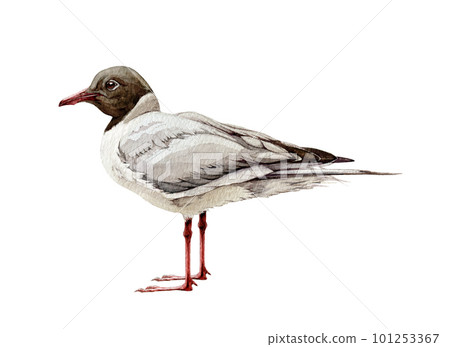 Gull watercolor illustration. Hand drawn black-headed seagull avian. Waterfowl bird isolated on white background. Wildlife seashore bird Gull watercolor illustration. Hand drawn black-headed seagull avian. Waterfowl bird isolated on white background. Wildlife seashore bird 101253367