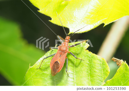 Red turtle Red turtle 101253390