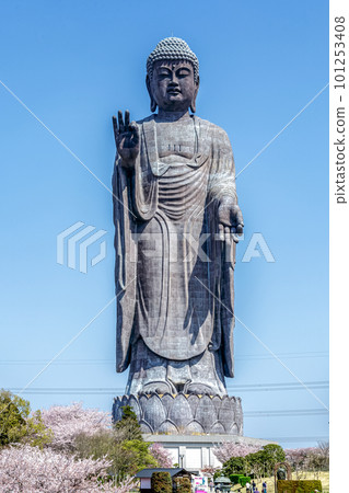 被櫻花色包圍的春天的牛久大佛【茨城縣牛久市】 101253408