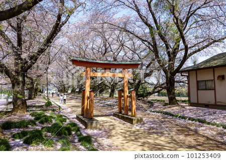 櫻花牌坊通往東吹田天滿神社的途徑【茨城縣八千代町】 櫻花牌坊通往東吹田天滿神社的途徑【茨城縣八千代町】 101253409
