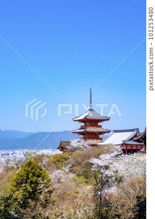 清水寺和春天的京都市景 101253480