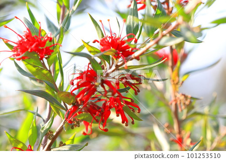 Grevillea flower (safflower robe pine) 101253510