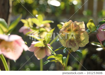 聖誕節玫瑰 101253606