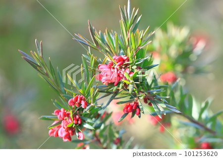 Grevillea John Evans 花 101253620