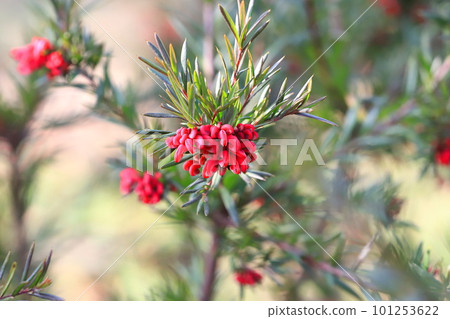 Grevillea John Evans 花 Grevillea John Evans 花 101253622