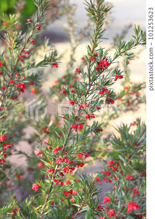 Grevillea John Evans flower 101253623