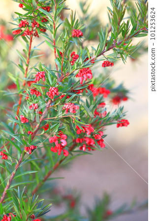 Grevillea John Evans flower 101253624