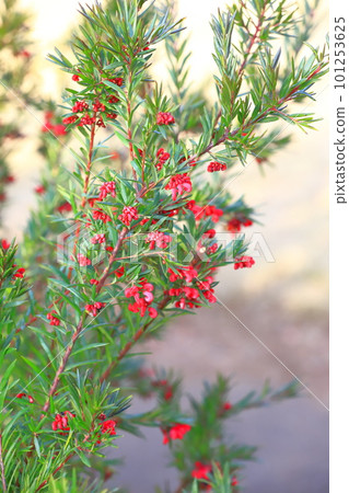 Grevillea John Evans flower 101253625