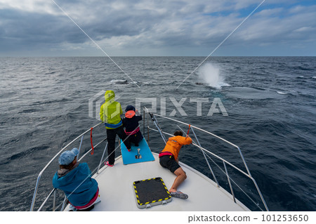 Ogasawara: A humpback whale approaching a boat Ogasawara: A humpback whale approaching a boat 101253650