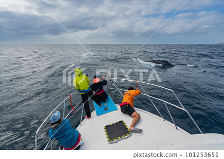 Ogasawara: A humpback whale approaching a boat 101253651
