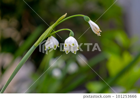 White snow flakes 101253666